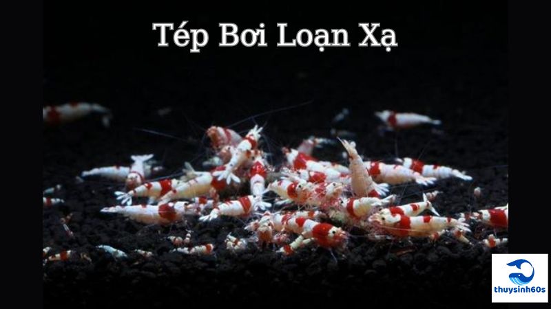 Tép Bơi Loạn Xạ