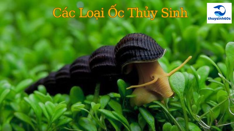 Các Loại Ốc Thủy Sinh