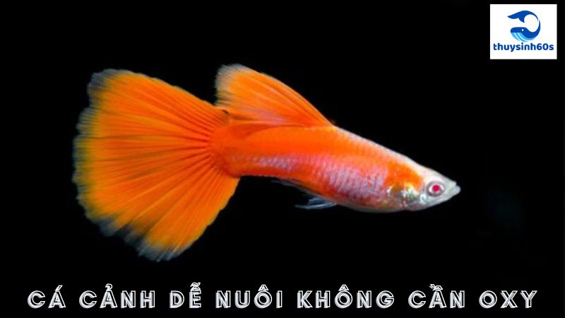 Cá Cảnh Dễ Nuôi Không Cần Oxy