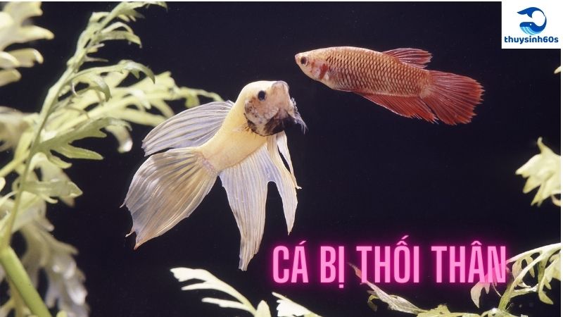 cá bị thối thân