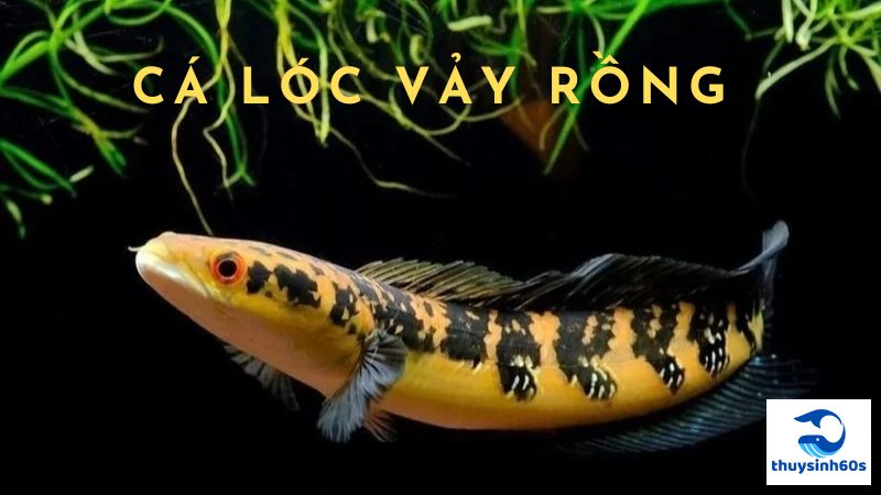 Cá Lóc Vảy Rồng