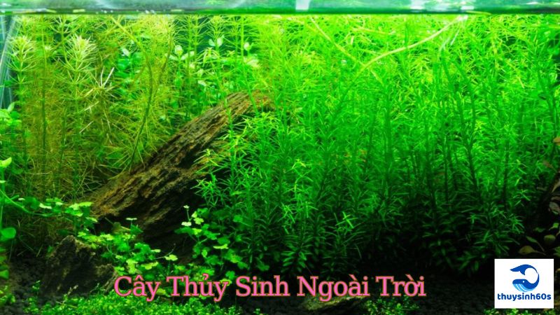 Cây Thủy Sinh Ngoài Trời