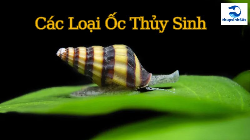 Các Loại Ốc Thủy Sinh