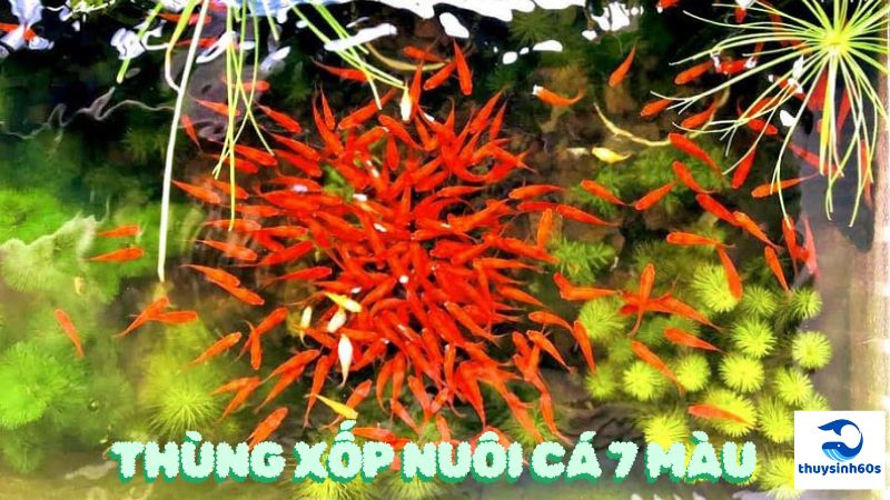 Thùng Xốp Nuôi Cá 7 Màu