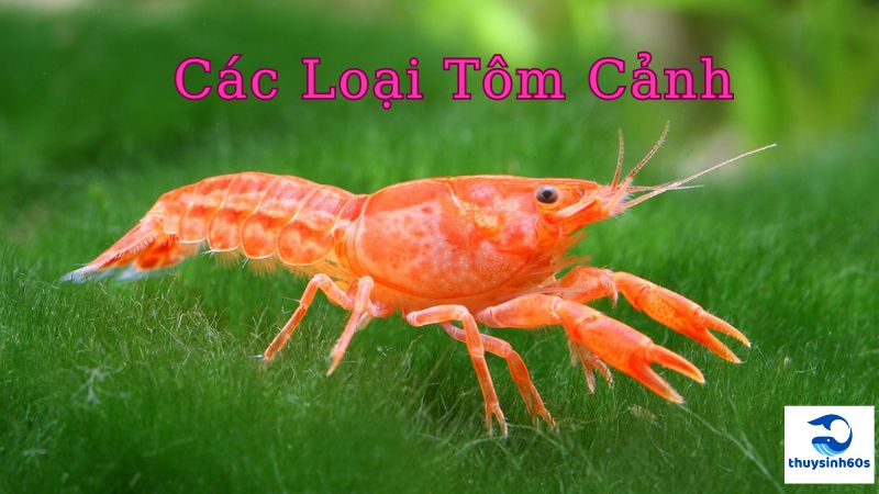 Các Loại Tôm Cảnh