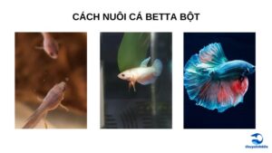 Cách Nuôi Cá Betta Bột