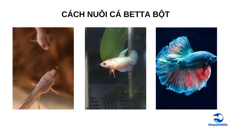 Cách Nuôi Cá Betta Bột