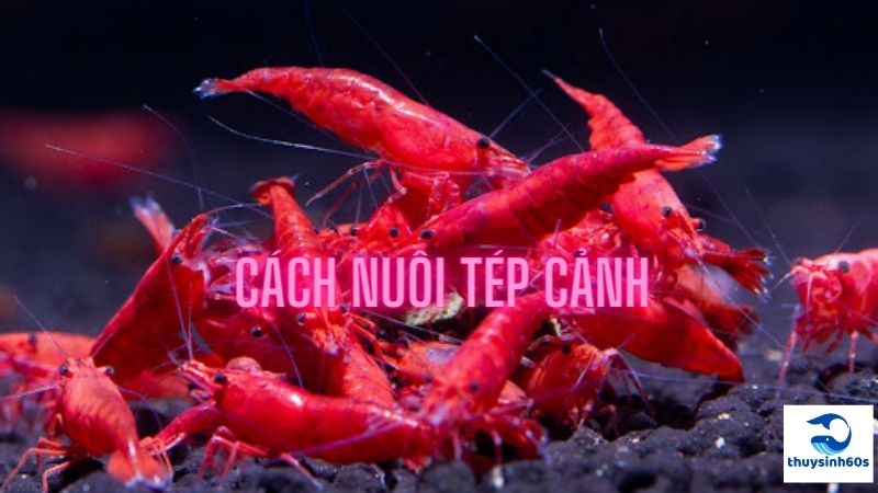 Cách Nuôi Tép Cảnh