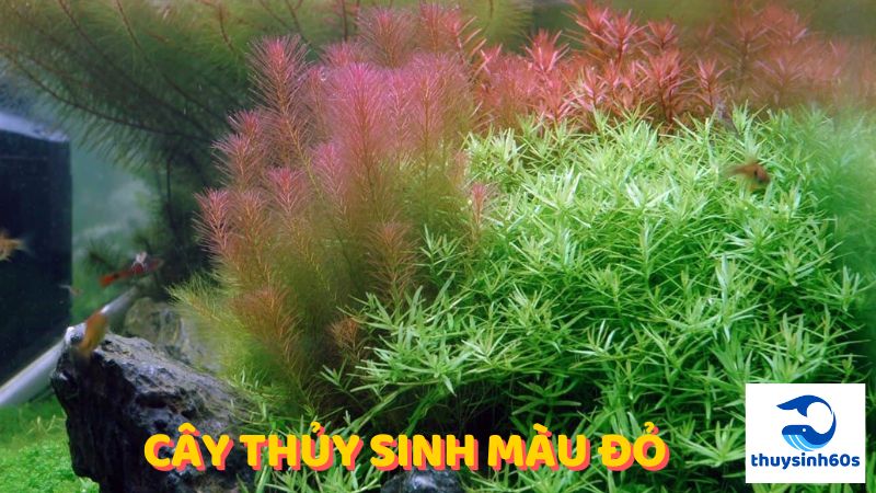 cây thủy sinh màu đỏ