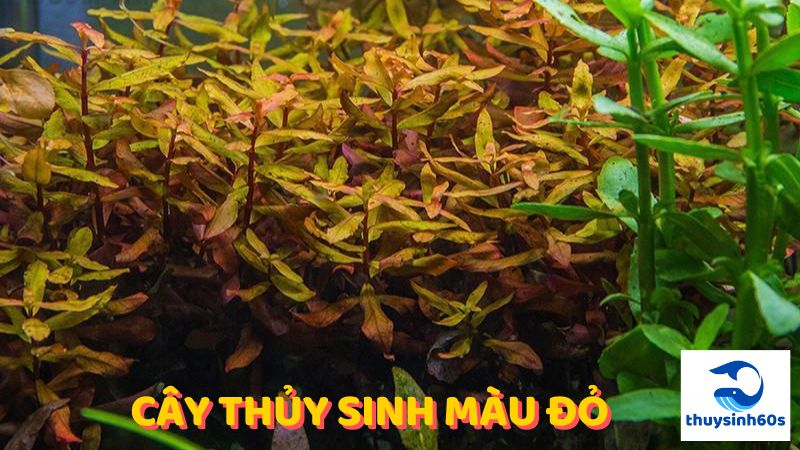 cây thủy sinh màu đỏ