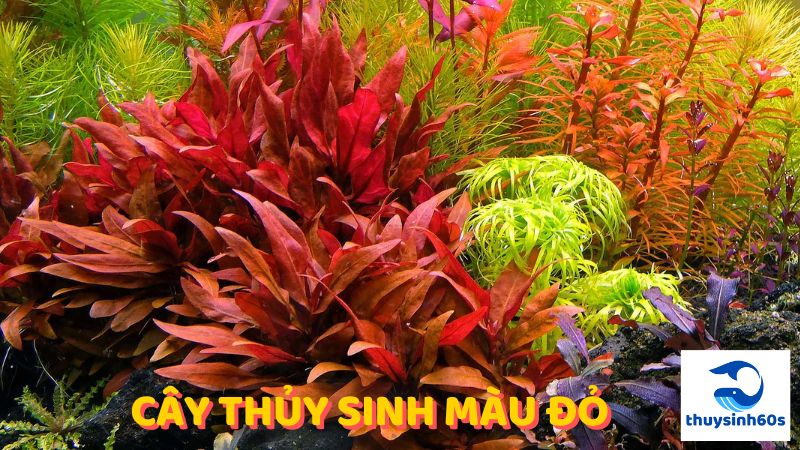 cây thủy sinh màu đỏ