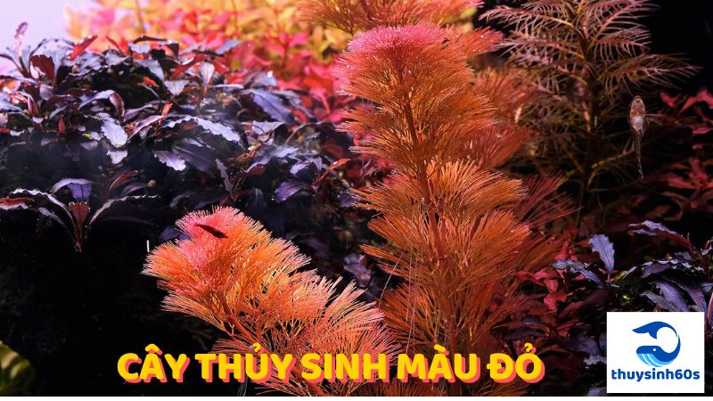 cây thủy sinh màu đỏ