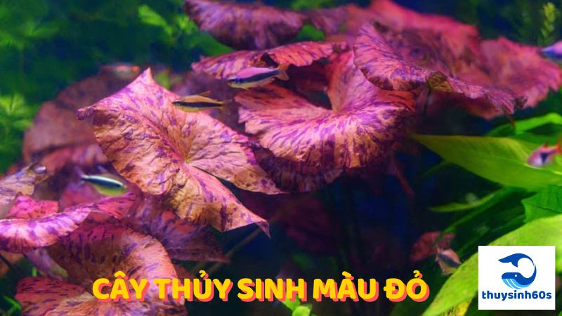 cây thủy sinh màu đỏ