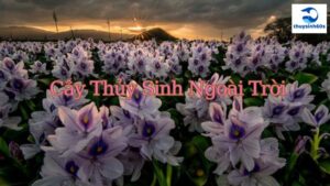 Cây Thủy Sinh Ngoài Trời