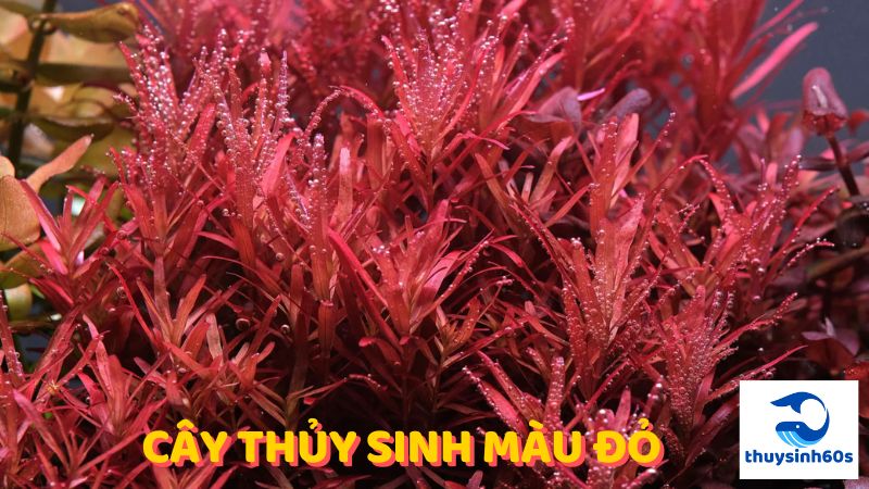 cây thủy sinh màu đỏ