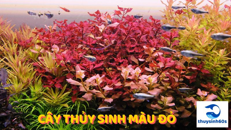 cây thủy sinh màu đỏ