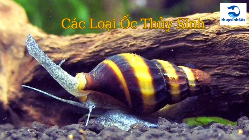 Các Loại Ốc Thủy Sinh