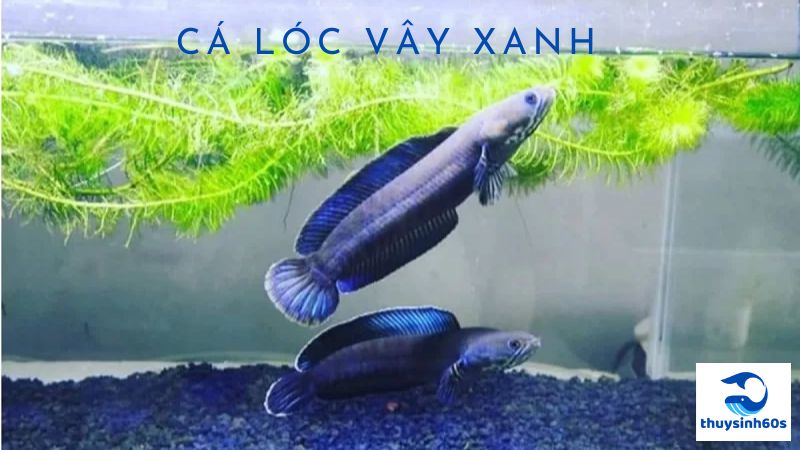 Cá Lóc Vây Xanh