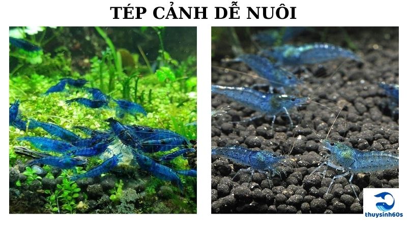 Tép Cảnh Dễ Nuôi