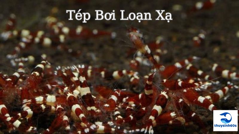 Tép Bơi Loạn Xạ