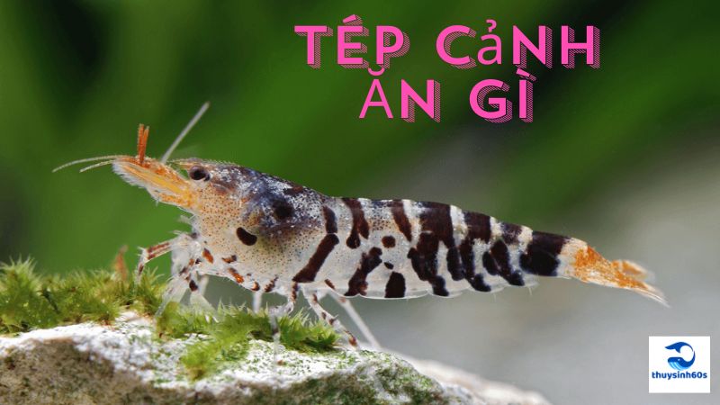 Tép Cảnh Ăn Gì