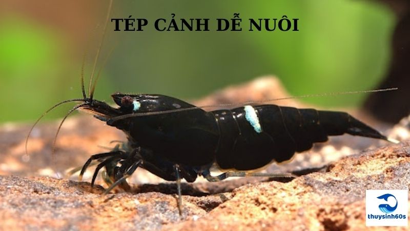 Tép Cảnh Dễ Nuôi