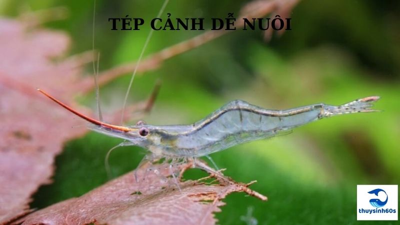 Tép Cảnh Dễ Nuôi