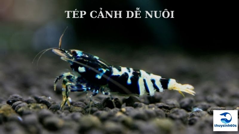 Tép Cảnh Dễ Nuôi