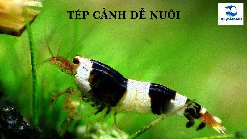 Tép Cảnh Dễ Nuôi