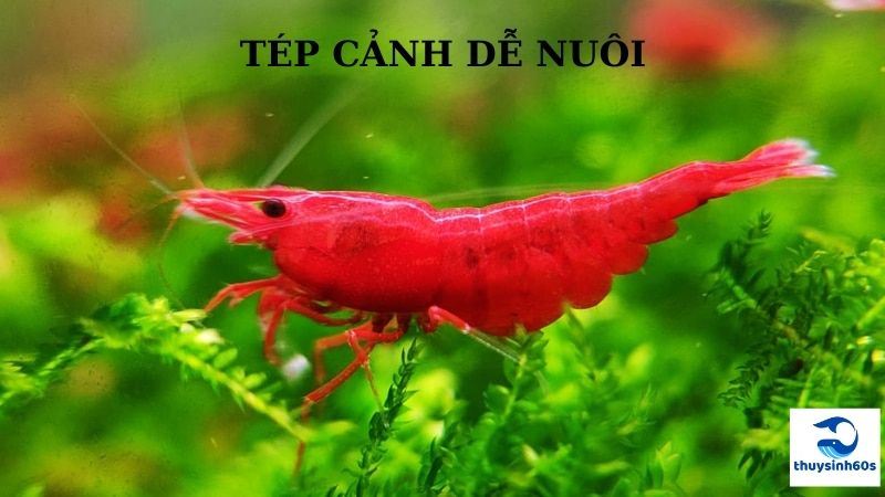 Tép Cảnh Dễ Nuôi