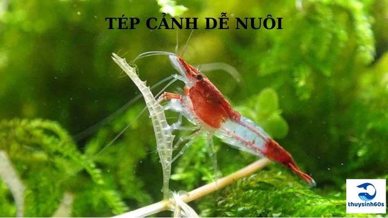 Tép Cảnh Dễ Nuôi