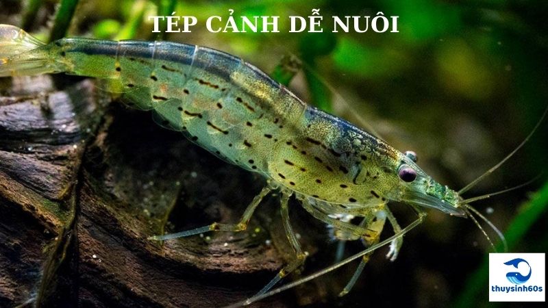 Tép Cảnh Dễ Nuôi