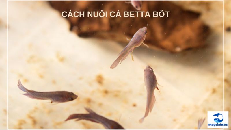 Cách Nuôi Cá Betta Bột