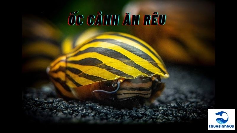 Ốc Cảnh Ăn Rêu