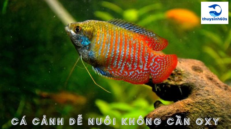 Cá Cảnh Dễ Nuôi Không Cần Oxy