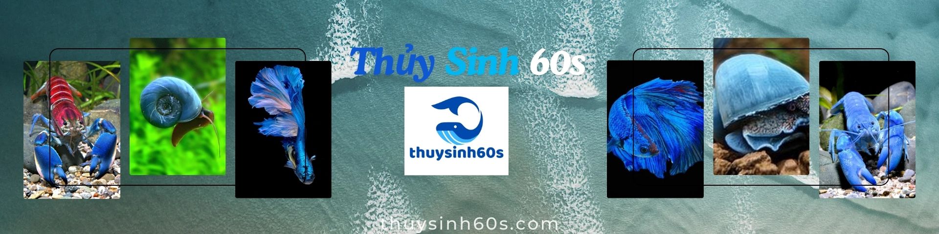 Thủy Sinh 60s